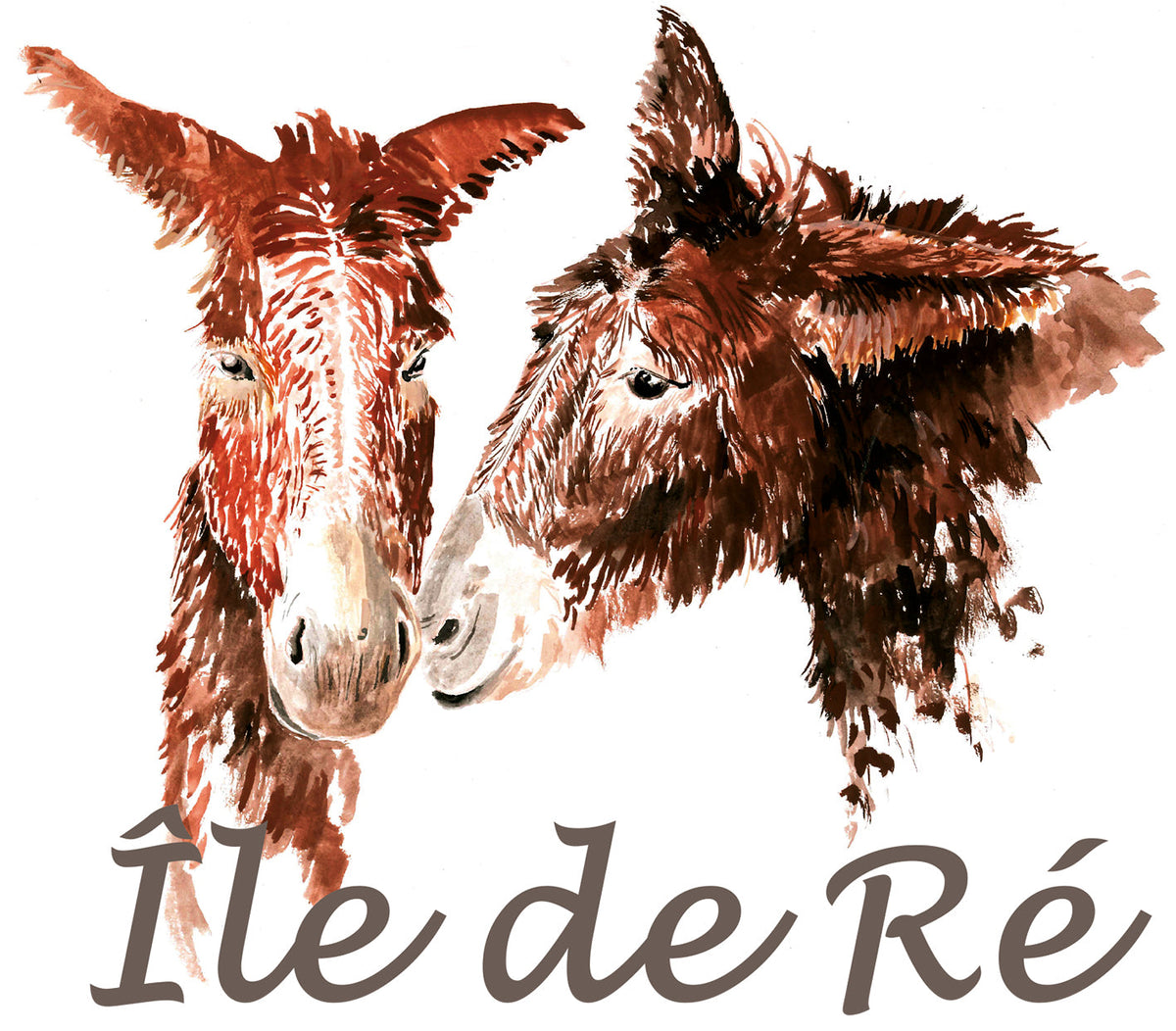 2 Ânes - île de Ré