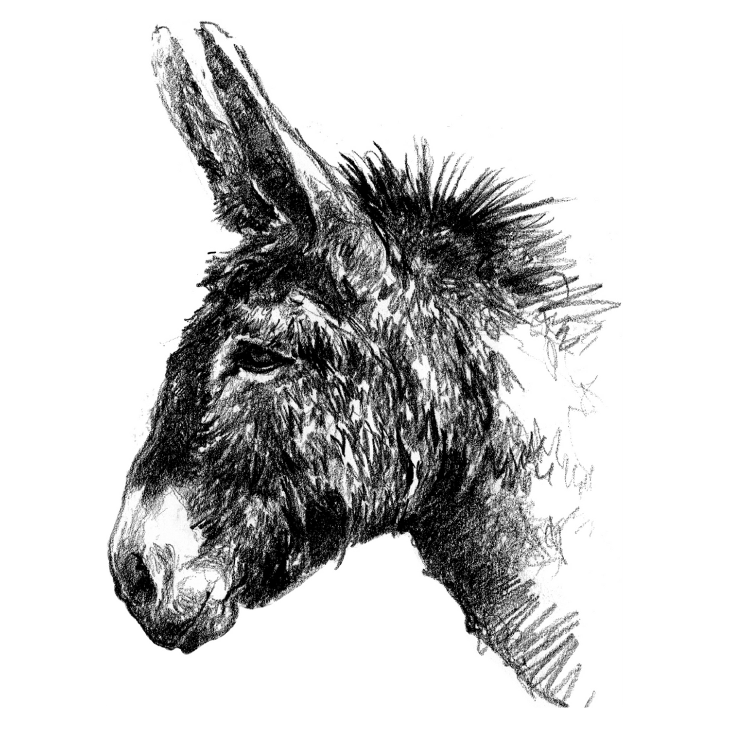 Portrait d'Âne